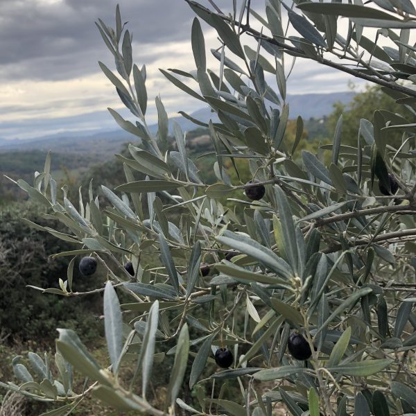 olivo
