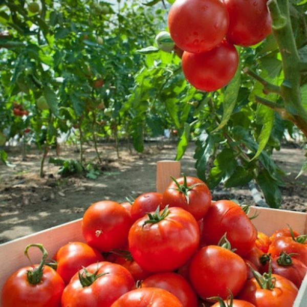 Picking tomatoes